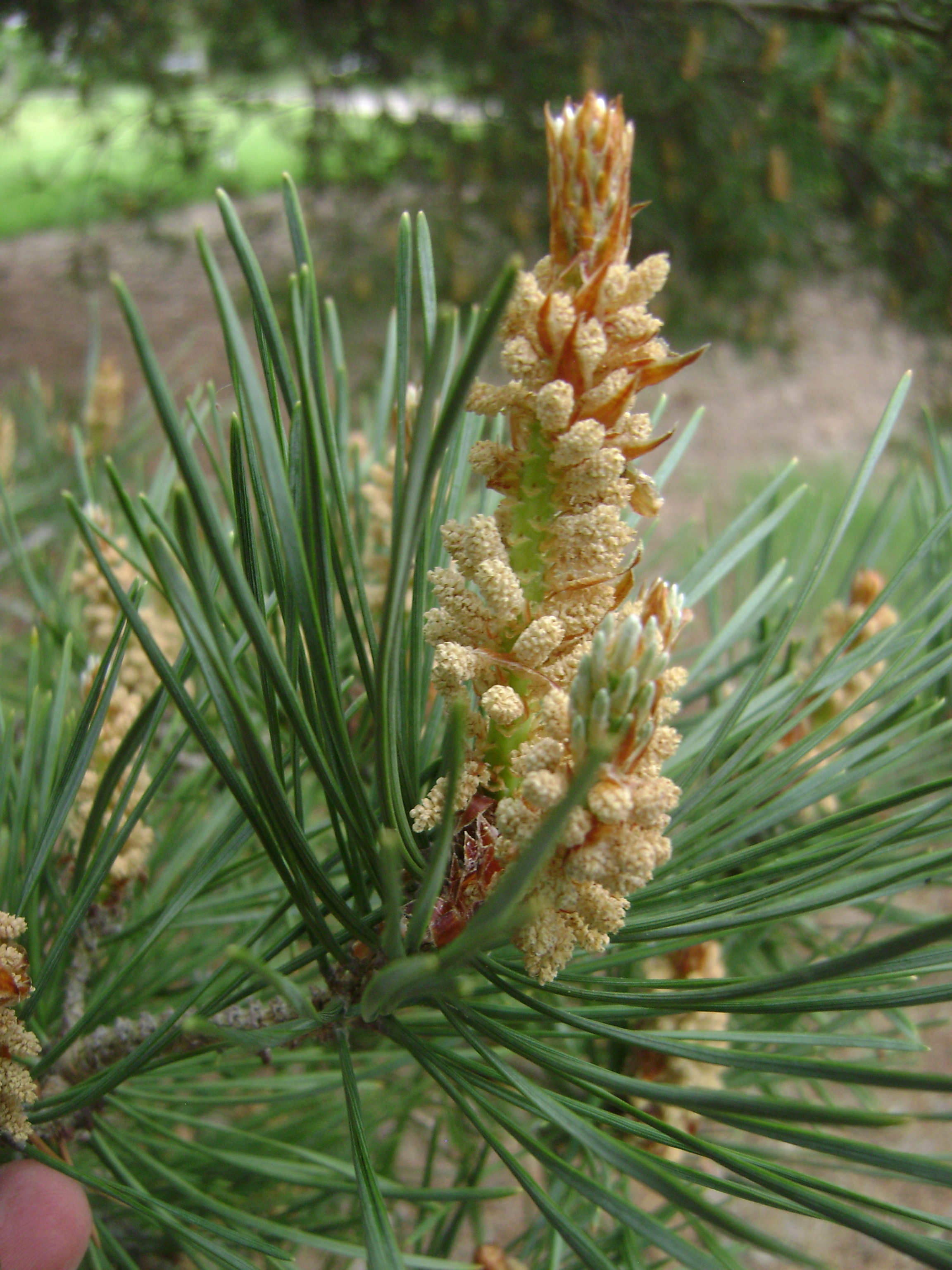 Red Pine vs. Scotch Pine: Unraveling the Differences