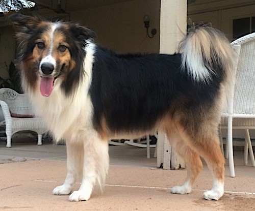 Unveiling the Treatment of Dogs by Scotch Half-Breeds
