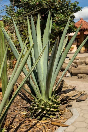 How Many Calories In A Shot Of Mezcal?